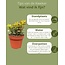 Succulenten- Crassula Minor - ↕15-20cm (3 Stuks)