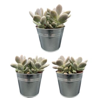 Succulenten- Pachyphytum Oviferum - ↕15-20cm (3 Stuks)