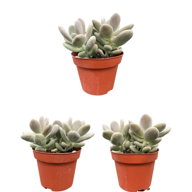 Succulenten- Pachyphytum Oviferum - ↕15-20cm (3 Stuks)