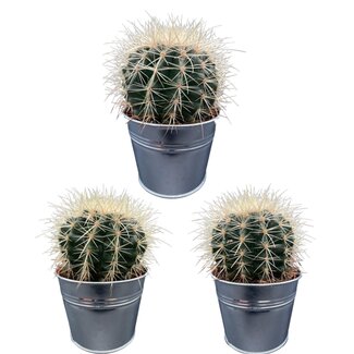 Cactus- Echiocactus Grusonii - Zinc - Ø11.5