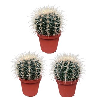 Cactus- Echiocactus Grusonii - Normal -