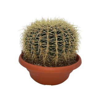 Cactus- Echiocactus Grusonii - Normal - Ø24 cm - 1x - ↕23 - 28 cm