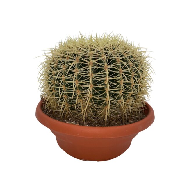 Cactus- Echiocactus Grusonii - Normal - Ø24 cm - 1x - ↕23 - 28 cm