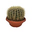Cactus- Echiocactus Grusonii - Normal - Ø24 cm - 1x - ↕23 - 28 cm