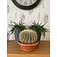 Cactus- Echiocactus Grusonii - Normal - Ø24 cm - 1x - ↕23 - 28 cm