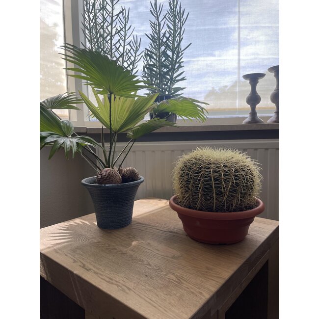 Cactus- Echiocactus Grusonii - Normal - Ø24 cm - 1x - ↕23 - 28 cm