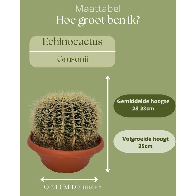 Cactus- Echiocactus Grusonii - Normal - Ø24 cm - 1x - ↕23 - 28 cm