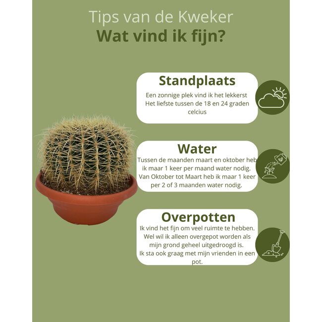Cactus- Echiocactus Grusonii - Normal - Ø24 cm - 1x - ↕23 - 28 cm
