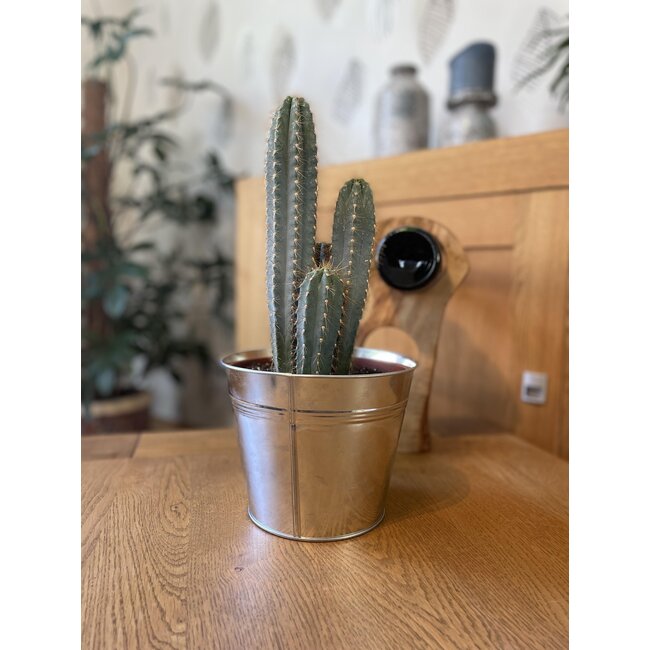 Cactus- Pilosocereus Azerues - ↕30-40cm - Zinc - Ø18 cm