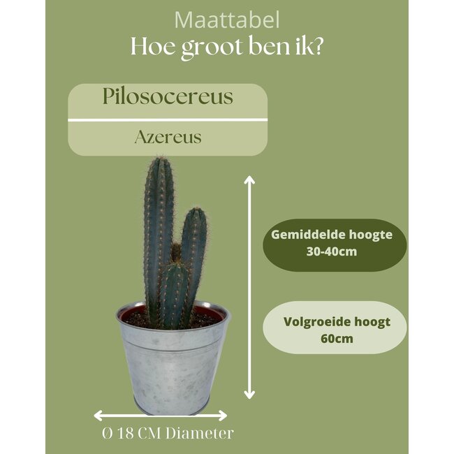 Cactus- Pilosocereus Azerues - ↕30-40cm - Zinc - Ø18 cm