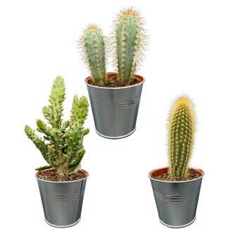 Cactus Palen Mix - ↕15-20cm (3 Stuks) - Zinc - Ø9.5 cm