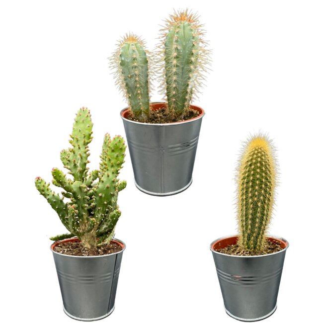 Cactus Palen Mix - ↕15-20cm (3 Stuks) - Zinc - Ø9.5 cm