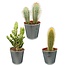Cactus Palen Mix - ↕15-20cm (3 Stuks) - Zinc - Ø9.5 cm