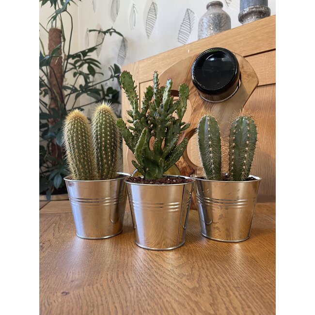 Cactus Palen Mix - ↕15-20cm (3 Stuks) - Zinc - Ø9.5 cm