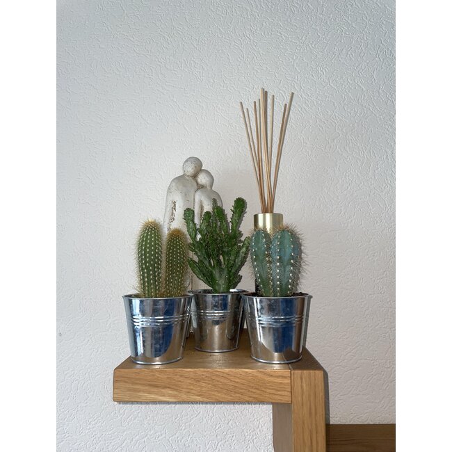 Cactus Palen Mix - ↕15-20cm (3 Stuks) - Zinc - Ø9.5 cm