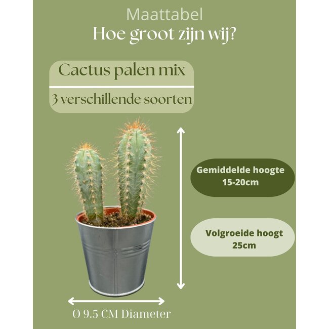 Cactus Palen Mix - ↕15-20cm (3 Stuks) - Zinc - Ø9.5 cm