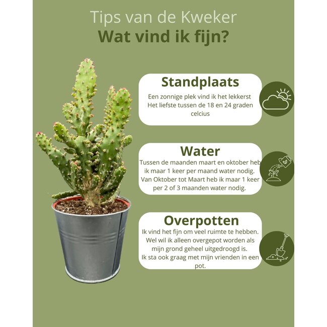 Cactus Palen Mix - ↕15-20cm (3 Stuks) - Zinc - Ø9.5 cm