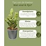 Cactus Palen Mix - ↕15-20cm (3 Stuks) - Zinc - Ø9.5 cm