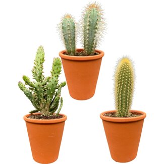 Cactus Palen Mix - ↕15-20cm (3 Stuks) - Terracotta - Ø9.5 cm