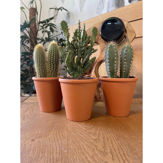 Cactus Palen Mix - ↕15-20cm (3 Stuks) - Terracotta - Ø9.5 cm