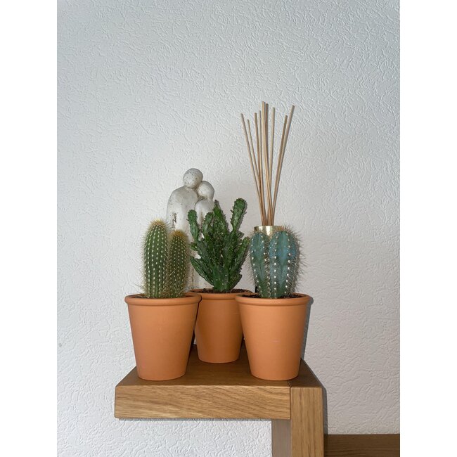 Cactus Palen Mix - ↕15-20cm (3 Stuks) - Terracotta - Ø9.5 cm