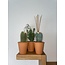 Cactus Palen Mix - ↕15-20cm (3 Stuks) - Terracotta - Ø9.5 cm