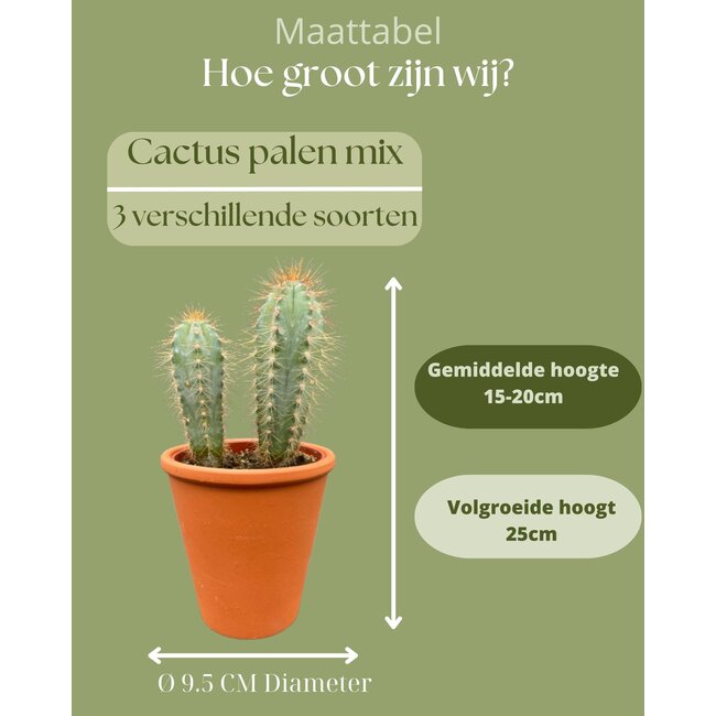 Cactus Palen Mix - ↕15-20cm (3 Stuks) - Terracotta - Ø9.5 cm