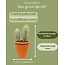 Cactus Palen Mix - ↕15-20cm (3 Stuks) - Terracotta - Ø9.5 cm