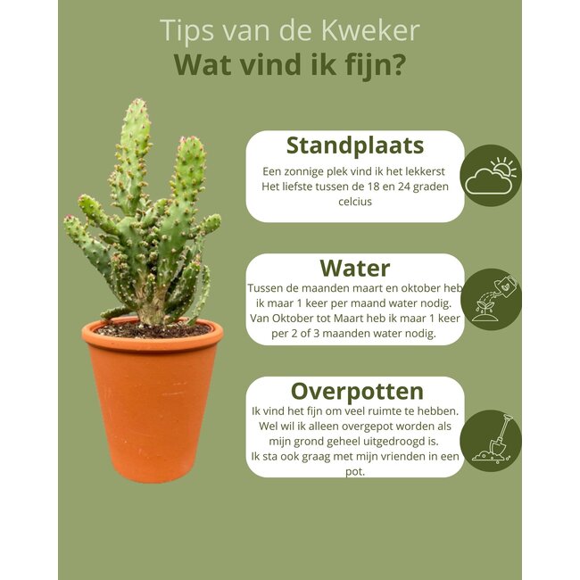 Cactus Palen Mix - ↕15-20cm (3 Stuks) - Terracotta - Ø9.5 cm