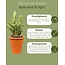 Cactus Palen Mix - ↕15-20cm (3 Stuks) - Terracotta - Ø9.5 cm