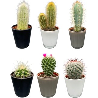 Cactus Mix - ↕8-15cm (6 Stuks) - Modern Glasses - Ø7.5 cm