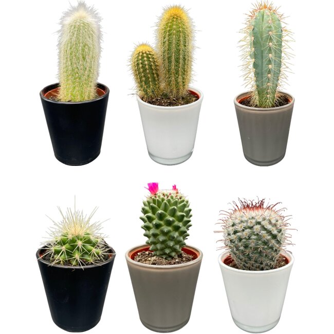 Cactus Mix - ↕8-15cm (6 Stuks) - Modern Glasses - Ø7.5 cm