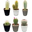 Cactus Mix - ↕8-15cm (6 Stuks) - Modern Glasses - Ø7.5 cm