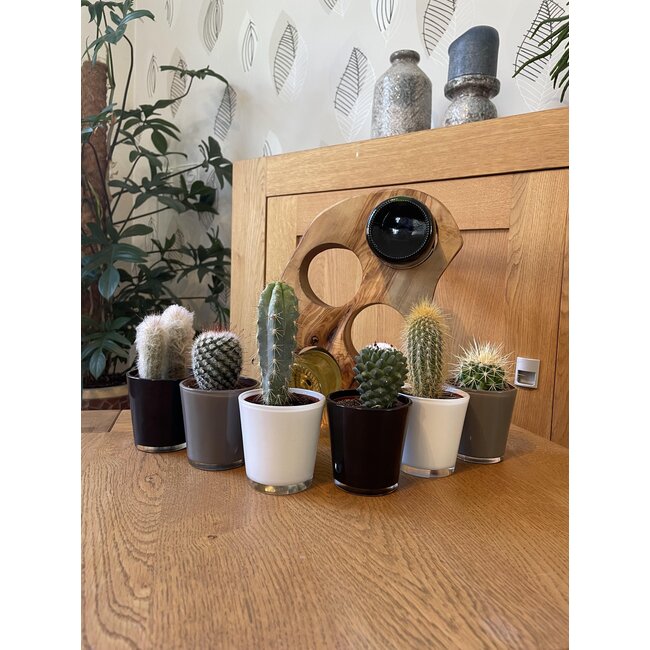 Cactus Mix - ↕8-15cm (6 Stuks) - Modern Glasses - Ø7.5 cm
