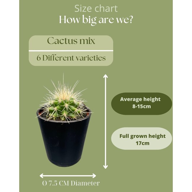 Cactus Mix - ↕8-15cm (6 Stuks) - Modern Glasses - Ø7.5 cm