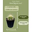 Cactus Mix - ↕8-15cm (6 Stuks) - Modern Glasses - Ø7.5 cm