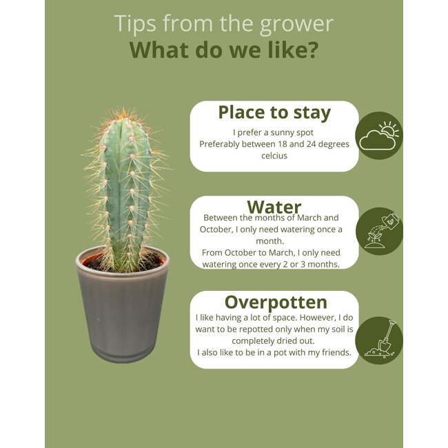 Cactus Mix - ↕8-15cm (6 Stuks) - Modern Glasses - Ø7.5 cm