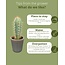 Cactus Mix - ↕8-15cm (6 Stuks) - Modern Glasses - Ø7.5 cm