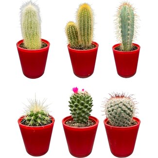 Cactus Mix - ↕8-15cm (6 Stuks) - Red Glasses - Ø7.5 cm