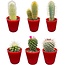 Cactus Mix - ↕8-15cm (6 Stuks) - Red Glasses - Ø7.5 cm