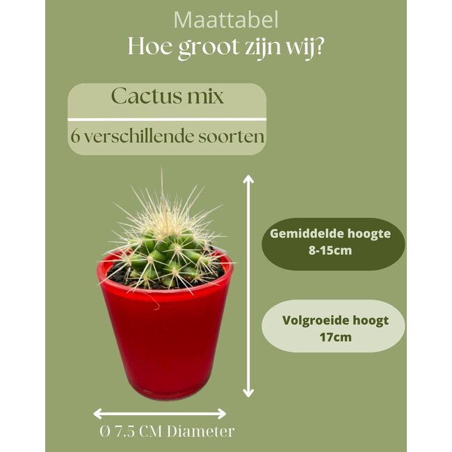 Cactus Mix - ↕8-15cm (6 Stuks) - Red Glasses - Ø7.5 cm