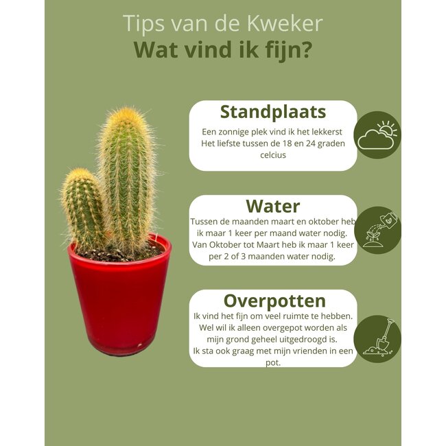 Cactus Mix - ↕8-15cm (6 Stuks) - Red Glasses - Ø7.5 cm
