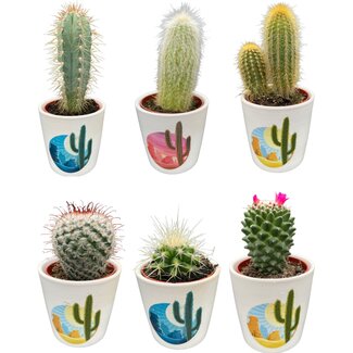 Cactus Mix - ↕8-15cm (6 Stuks) - Rising Sun - Ø7.5 cm