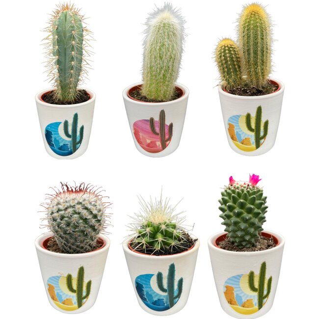 Cactus Mix - ↕8-15cm (6 Stuks) - Rising Sun - Ø7.5 cm