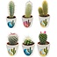 Cactus Mix - ↕8-15cm (6 Stuks) - Rising Sun - Ø7.5 cm