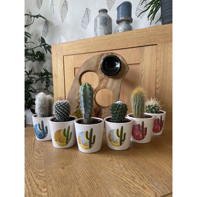 Cactus Mix - ↕8-15cm (6 Stuks) - Rising Sun - Ø7.5 cm
