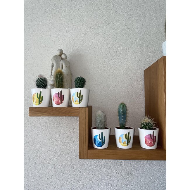 Cactus Mix - ↕8-15cm (6 Stuks) - Rising Sun - Ø7.5 cm