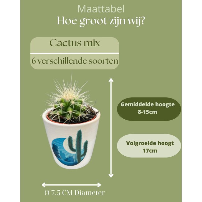 Cactus Mix - ↕8-15cm (6 Stuks) - Rising Sun - Ø7.5 cm