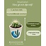 Cactus Mix - ↕8-15cm (6 Stuks) - Rising Sun - Ø7.5 cm