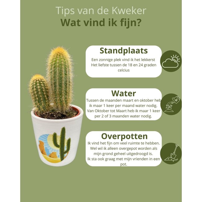 Cactus Mix - ↕8-15cm (6 Stuks) - Rising Sun - Ø7.5 cm